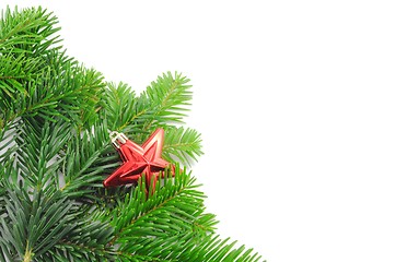 Image showing green fir for christmas