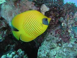 Image showing Golden Butterflyfish