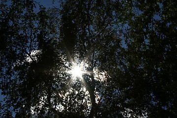 Image showing The sun is shining thorugh the trees