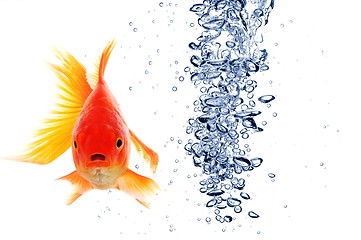 Image showing goldfish