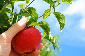 Image showing apple on tree