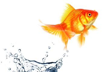 Image showing goldfish