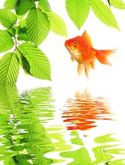 Image showing goldfish