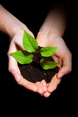 Image showing hands soil and plant showing growth