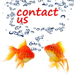 Image showing contact us