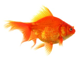 Image showing goldfish