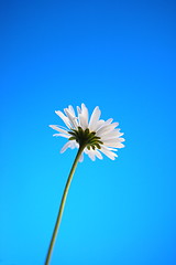 Image showing daisy from beliw in summer under blue sky