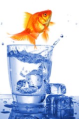 Image showing goldfish in glass water