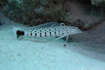 Image showing Speckled sandperch