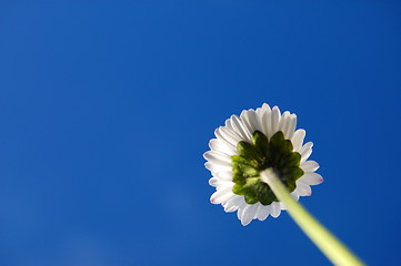 Image showing daisy under blue sky