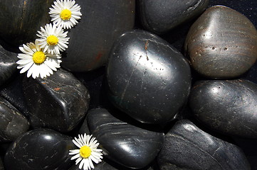 Image showing daisy flowers on black stones