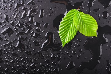 Image showing leaf and black background