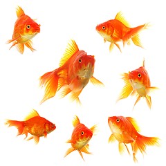 Image showing goldfish collection