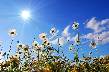 Image showing flowers from below