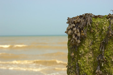 Image showing Beach