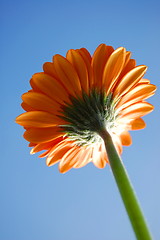 Image showing Gerbera daisy