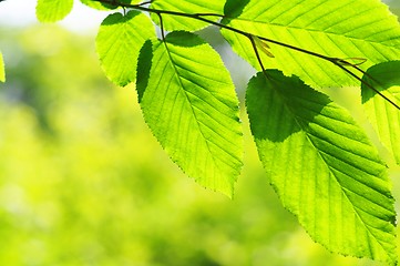 Image showing leaves