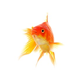 Image showing goldfish