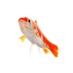 Image showing goldfish