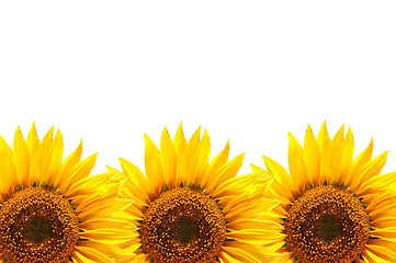 Image showing sunflower