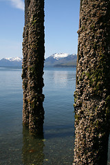 Image showing Crusty Pilings