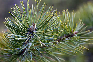 Image showing Pine branch