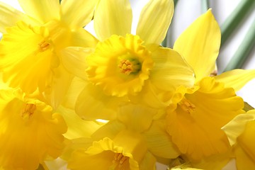 Image showing Daffodils