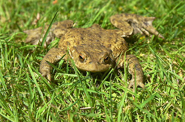 Image showing Frog