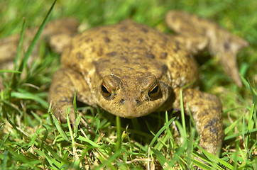 Image showing Frog