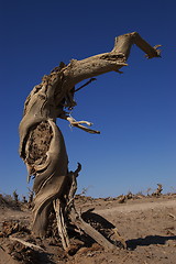 Image showing Dead tree