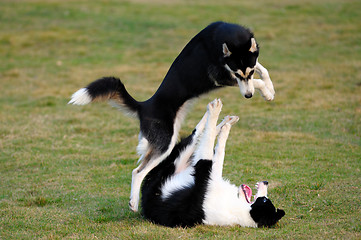 Image showing Dogs playing