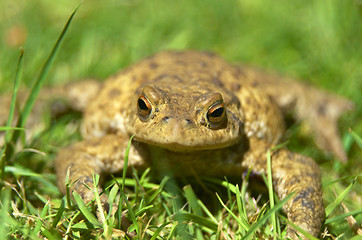 Image showing Frog