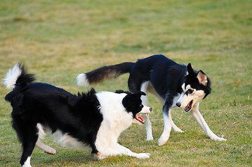 Image showing Two dogs playing together