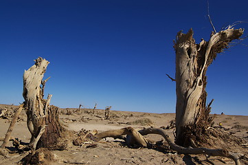 Image showing Dead trees