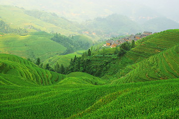 Image showing Chinese green rice field