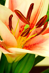 Image showing Lily flower macro