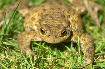 Image showing Frog