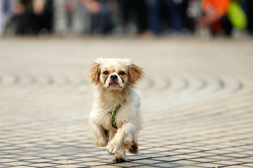 Image showing Dog running