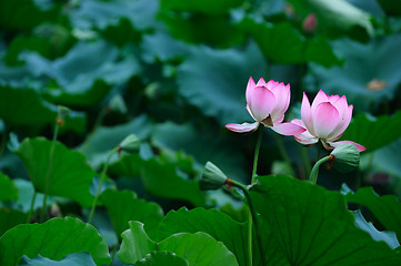 Image showing Two Lotus flowers