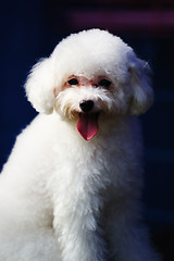 Image showing Toy poodle dog