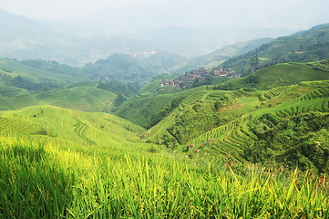 Image showing Chinese green rice field