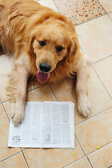 Image showing Dog reading book