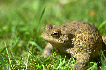 Image showing Frog