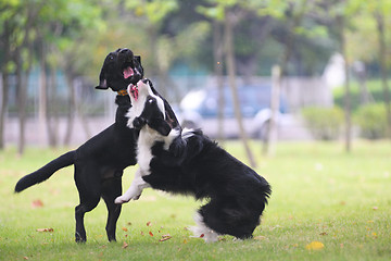 Image showing Dogs fighting