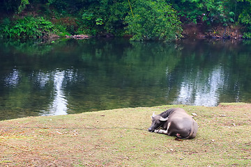 Image showing Water buffalo