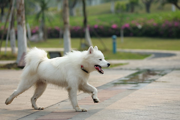 Image showing Happy samoyed dog running 