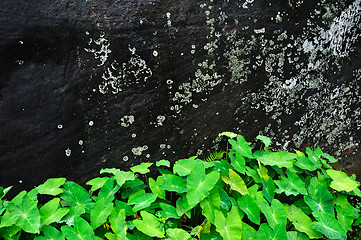 Image showing Stone wall with plants