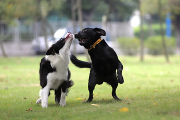 Image showing Two dogs playing