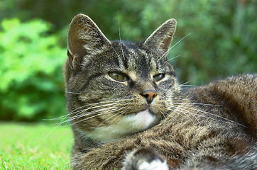 Image showing old cat