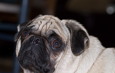 Image showing Wrinkled dog